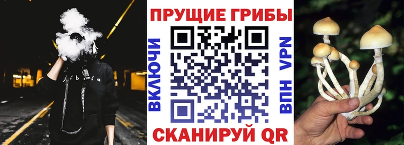 Купить закладки  Губаха  Псилоцибиновые грибы мицелий 